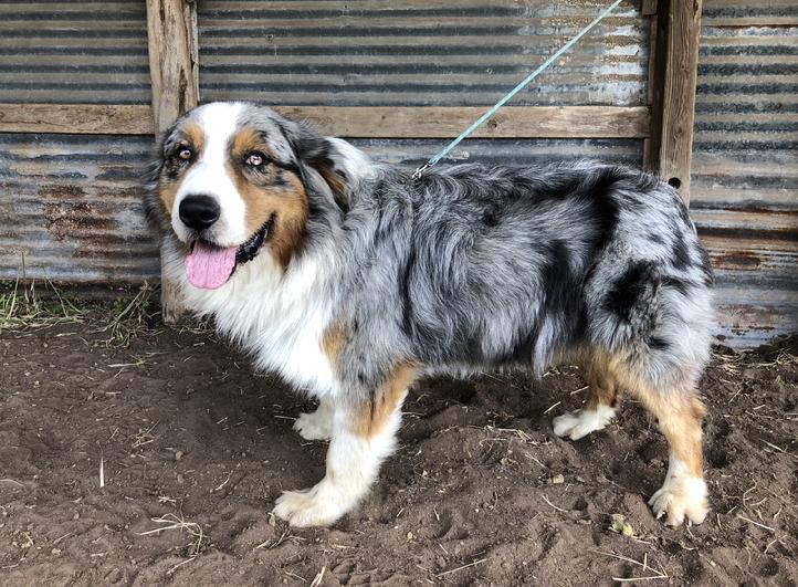 Buck mountain hot sale aussies